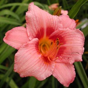 Our Daylilies (Olallies)