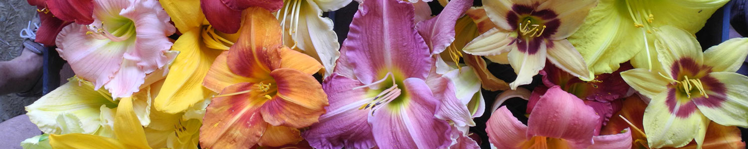 Hemerocallis species 2017
