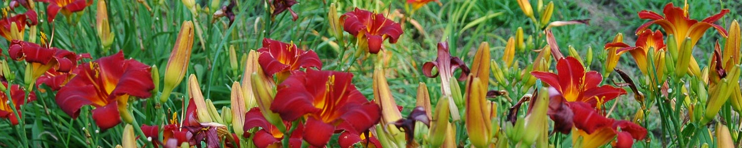 red-mix