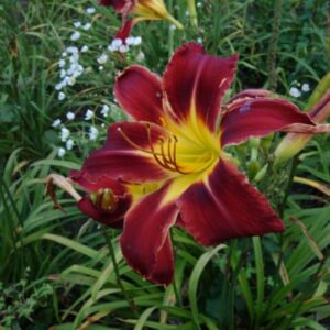 OLALLIE GRANDPA'S COMING (9-07-24)