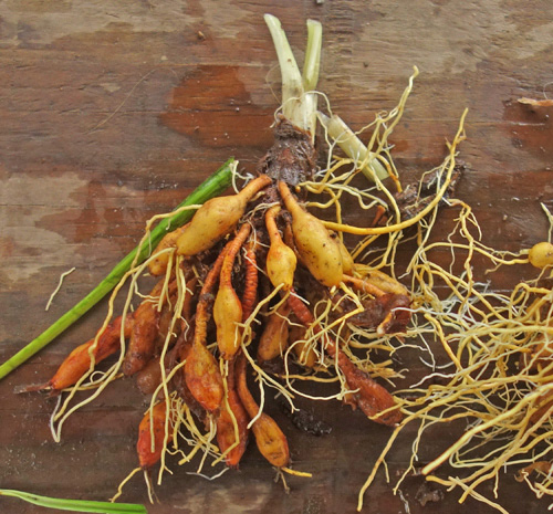 H. mid. Japan Hybrid Food size - Image 4