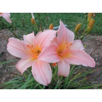 Late Bloomers