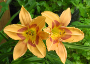 Naming a daylily
