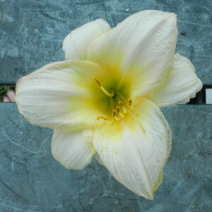 OLALLIE FIRST LIGHT (5-07) (VT)