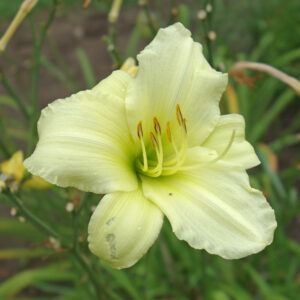 OLALLIE GOLDEN CHERIE CYNTHIA (1-2-2017)