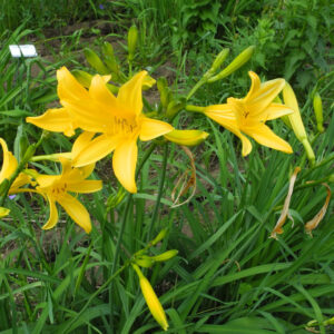 OLALLIE LILY LOU (10-12)