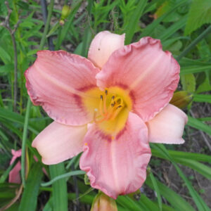 OLALLIE FOR ANDY (105-21)