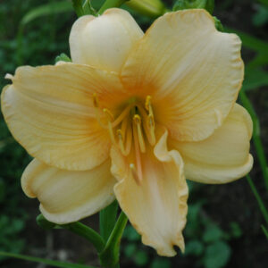 11-08 (VT)