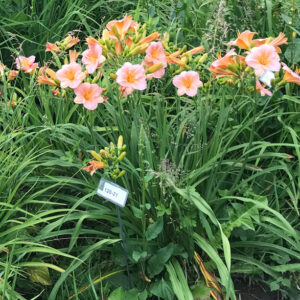 OLALLIE JUSTINE (120-21)