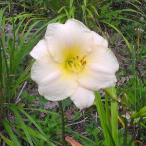 OLALLIE LEE'S HEART & SOUL (129-21)