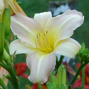 OLALLIE DIANA LEE (13-6-25-2015-7)