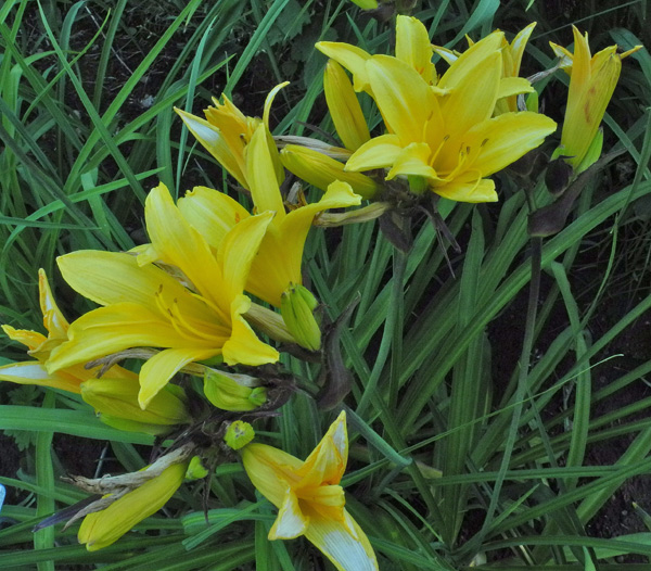 OLALLIE MELBOURNE MITZI (13-8-2018)