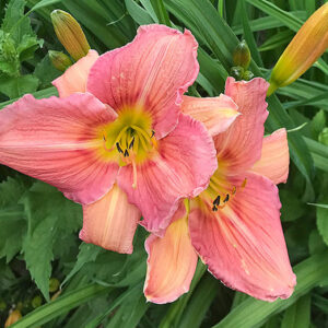 OLALLIE HAZEY DAISY (138-21)
