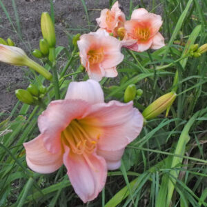 OLALLIE NORALEE (140-21)