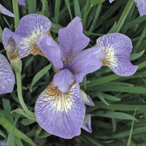Iris siberica SEA SHADOWS