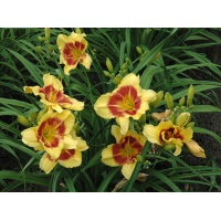 Eyezone Daylilies