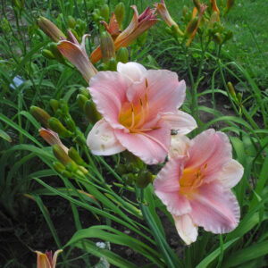 OLALLIE CAROLYN ELIZABETH (152-21)
