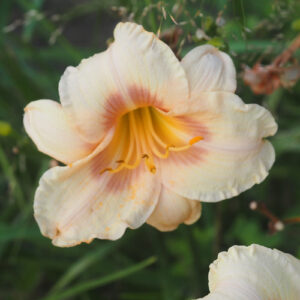 OLALLIE ARLYN DIAMOND (154-21)