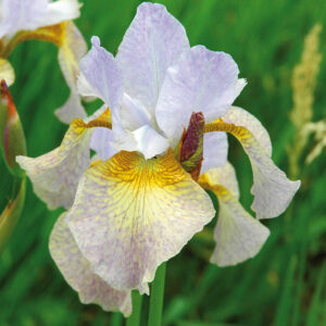 Iris siberica SALAMANDER CROSSING