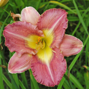 OLALLIE MELODY'S SPIRIT (11-07) (VT)