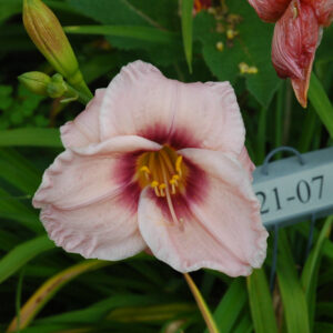 OLALLIE SALLY (21-07)