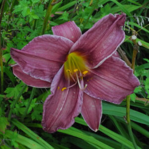 OLALLIE TANGO'S CROWN (222-21)