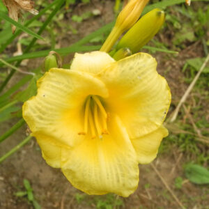 OLALLIE LUSCIOUS LEMON (33-11)