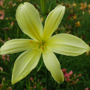 OLALLIE THERESA'S BEAU. (23-07)