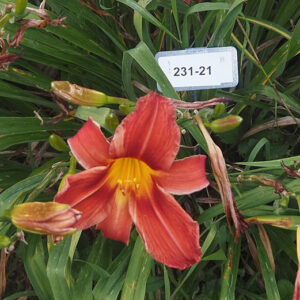 OLALLIE GILLIAN KRUSKALL (231-21)