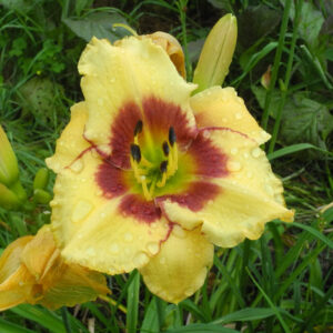 OLALLIE JEANINE'S PRIDE (24-13) (VT)