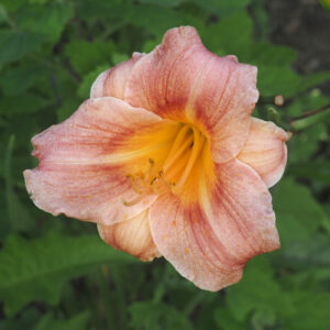 OLALLIE ERIN MARIE (241-21)