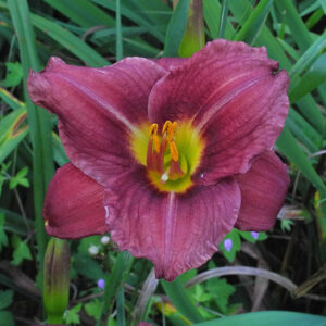OLALLIE LOHSE (247-21)