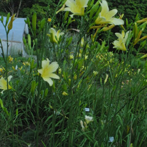 OLALLIE RENWALDS INDIANA SUNSHINE (255-21)