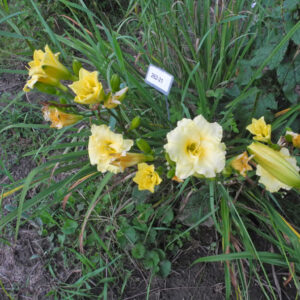 OLALLIE J&R KOLTS (262-21)