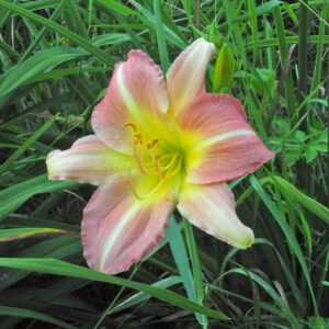 OLALLIE LADY GABRIELLE (267-21) (VT)