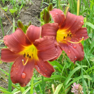 OLALLIE PATTY LOU (13-09)