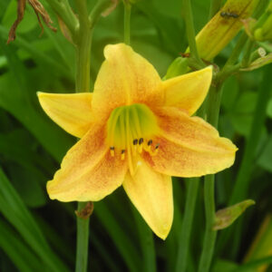 OLALLIE HALEAKALA (36-09)