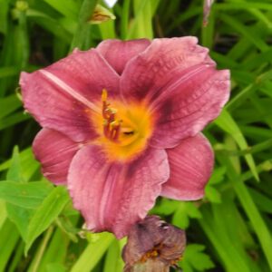 OLALLIE DENISE MARIE (04-13)