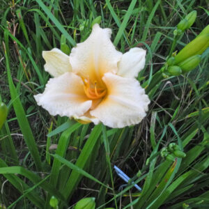 OLALLIE NANA'S HEART (290-21)