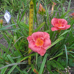 OLALLIE SKIP  FORBES (295-21)