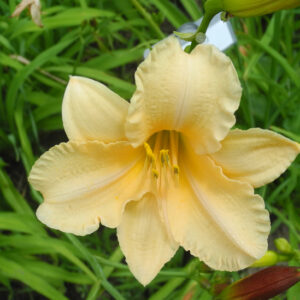 OLALLIE WHISKEY JIM (35-09)