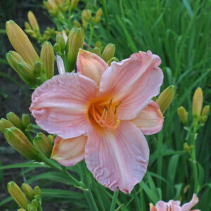 OLALLIE MARCIE'S BLOOM (35-13) (VT)
