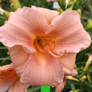 OLALLIE LILLIAN JANE (35-13 b29-grgl)