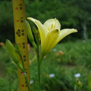 By Bloom Height