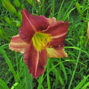 OLALLIE SHERI'S FANCY (39-6-2018)
