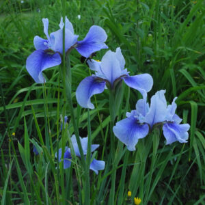 Iris  4-8-10-19