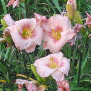 OLALLIE NORMA SHAKUN (40-11)
