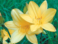 Early Blooming Species