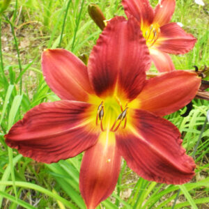 OLALLIE SUSIEQ (44-21)