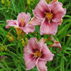 OLALLIE BUSIA (51-07)